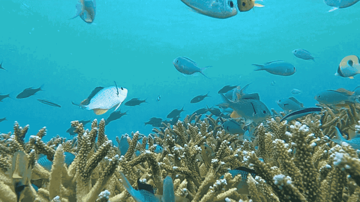 Coral reef ecosystem — SensFish marine restoration and biodiversity monitoring