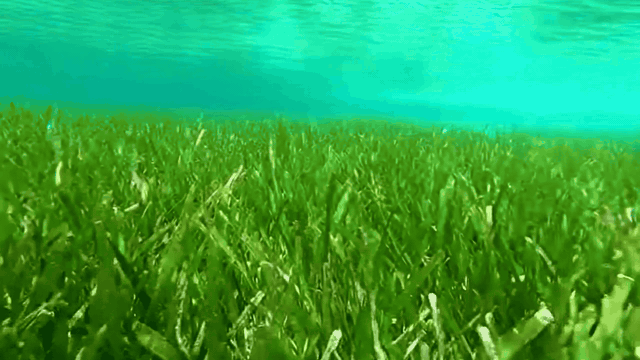 SensFish seagrass habitat intelligence: continuous satellite-based monitoring of coastal seagrass meadows